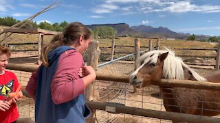 Careful, alpacas spit