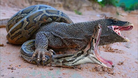 Comodo Dragon Attack Big Snake! Snack Video! Animals Video! Comodo!