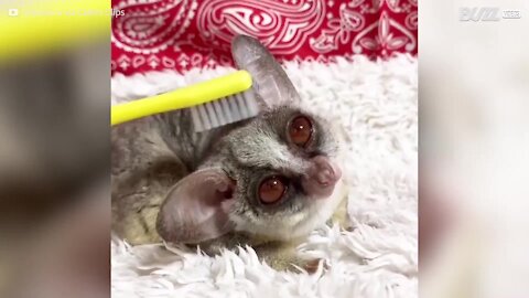 Cet adorable galago va vous faire fondre