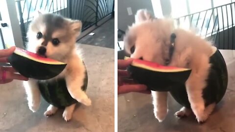 Dog's love for the watermelon is so much that it even eat and wear also