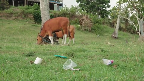 Full footage of young calves tied to tree trunk grazing on grassland with tons of plastic and other