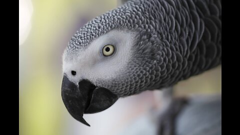 African grey parrot