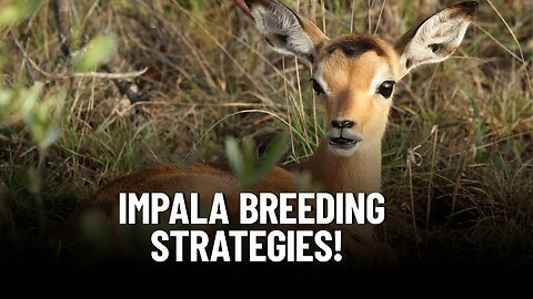 Amazing Facts About Impalas!