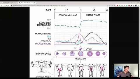 Why Are My Progesterone Levels Low? PMS Root Causes