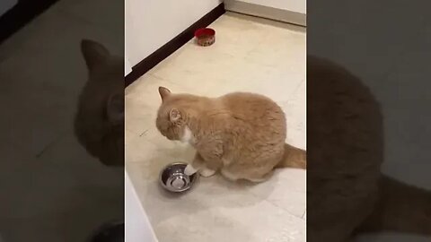 Cats Doing Funny Stuff #funnyvideo #catsfunnyvideos