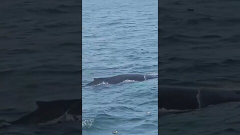 whale #beach #timepass #aerialphotography#whale