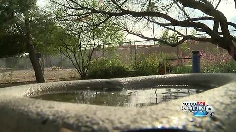 Peace garden in Sunnyside neighborhood vandalized numerous times