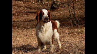 Elfin welsh springer spaniel