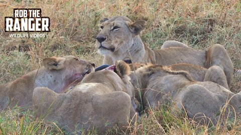 Lion Pride Feeds On Two Gnu | Maasai Mara Safari | Zebra Plains