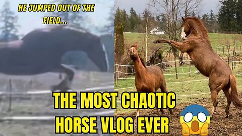 The Most Chaotic Horse Vlog Ever: Recent Horsey Shenanigans