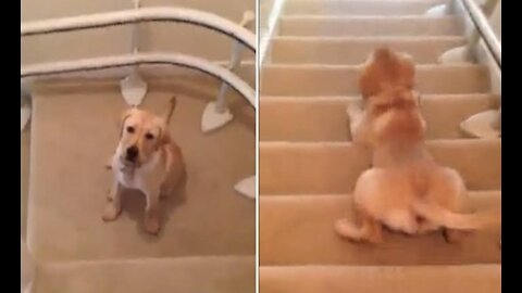 Cute Labrador Puppy Slides Down Stairs