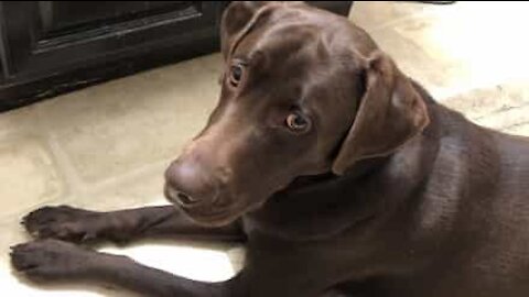 Dog meditates with jar of coconut oil