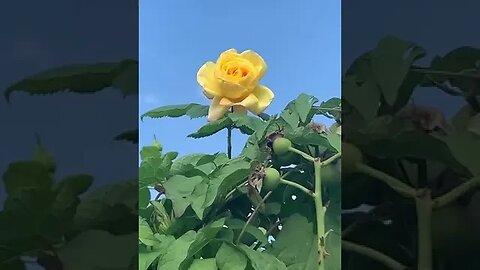 A yellow rose was embarcing the blue sky today #yellowroses #bluesky #blue