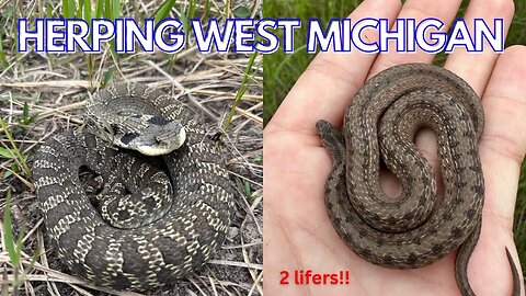 Michigan salamanders and lifer Hognose!!