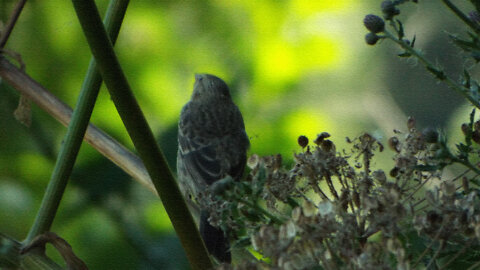 House Finch & Berries