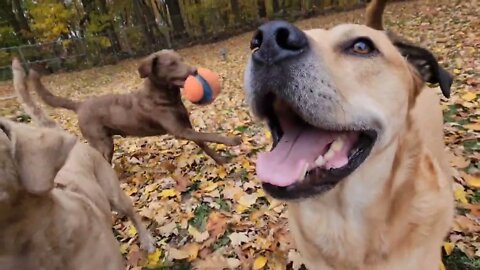 Fall fun with the fur kids 🐾😛 #lifewithdogs