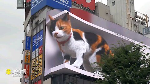 A cool new cat is taking Tokyo by storm