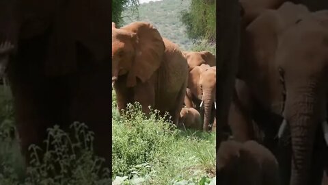 Our Encounter with Herds of Elephant at Samburu!🤔#shorts #safari #travel #travelling