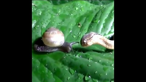 The snake swooping down on the snail