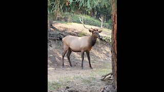 Elk Stroll on a Monday afternoon.