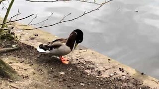 Ce canard pousse son rival à l'eau d'un coup de boule !