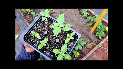 The beauty has begun (a relaxing garden video) #gardenvibes