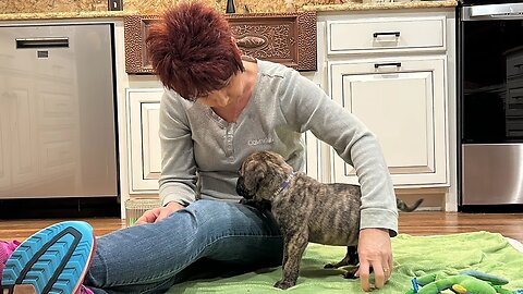 Temperament Testing - Bullmastiff Puppy - Jim Bob