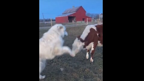 Dog & Calf Are Farm Pals