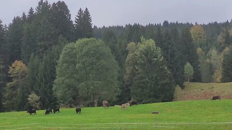 Kühe auf einer Weide im Allgäu mit Kuhglocken-Geläut / Alpine cows in Germany with ringing bells