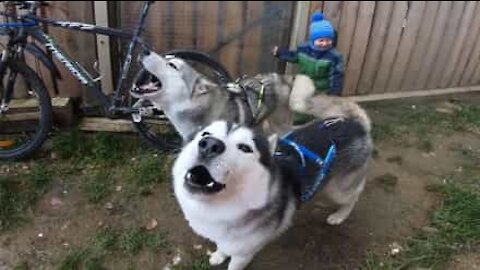 Very cute huskies throw very annoying tantrum!