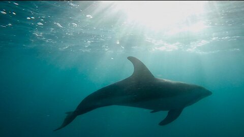 Kaikoura Dusky Dolphins