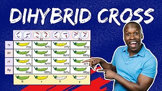 Master Dihybrid Crosses: The Step-by-Step Guide to Punnett Squares & Genetic Ratios