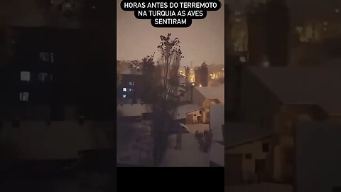 Intenso movimento das aves na Turquia