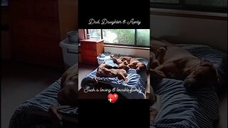 Bearstar Rhodesian Ridgeback Family