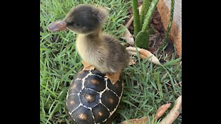 Duck being chased by baby