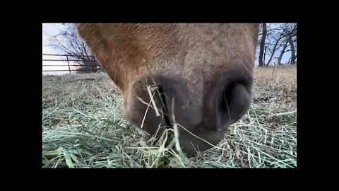 Messing With Horses During Feeding Time - Close Up Of Horses Eating & Using Their Lips