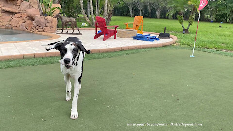 Great Dane's Ears And Palm Trees Blow In Tropical Storm Elsa Winds