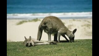 Wallaby aproveita o calor para ir à praia