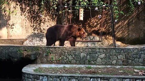 Big brown bear looking for food 😊