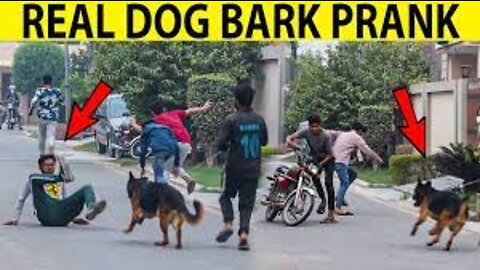 Real Dog Bark Prank