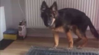 Puppy tries to execute owner's impossible request