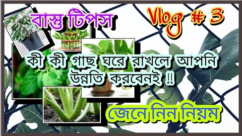 ll Vlog#3 / ঘরে কী কী গাছ লাগালে আপনার জীবনে অর্থনৈতিক উন্নতি আসবেই/বাস্তুশাস্ত্র/ Lifestyle Tips ll