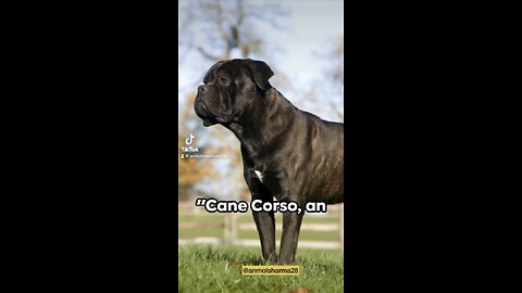 5 unbeatable reasons to get canecorso