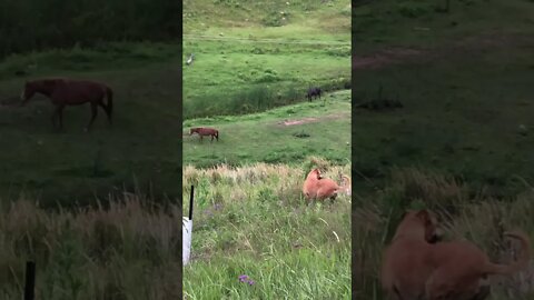 Slinky Dog wandering the hillside