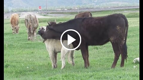 Kangal Shepherd Dog and Bull