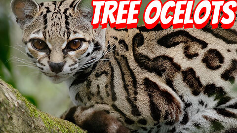 The Rare And Cute Margay?