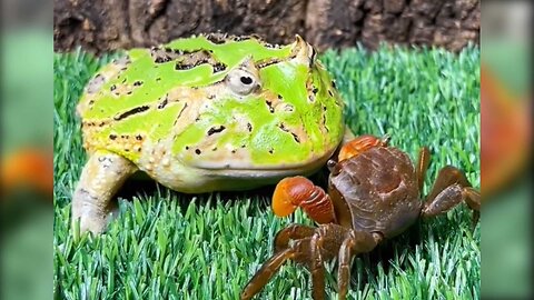 Frog vs. Mr. Krabs | Funny | Pet Ceratophrys