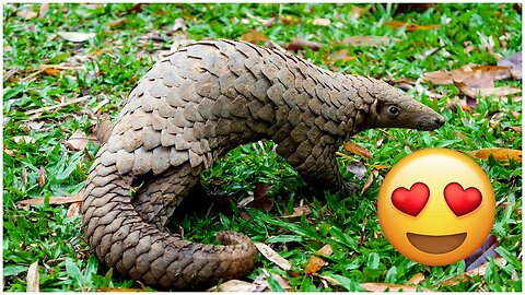 Top 10 Strangest Animals You Won't Believe Exist