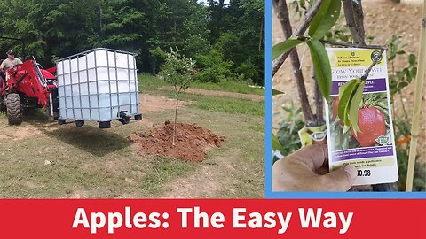 How to Plant an Apple Tree | Our Covid Update