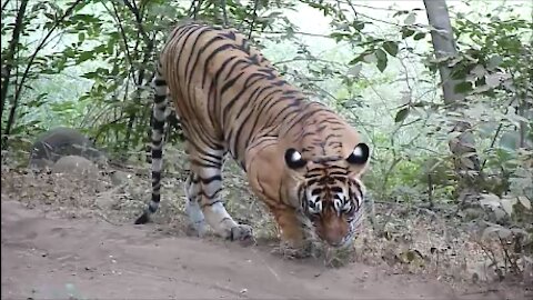 TIGER WALING WITH TERRITORY MARKING. RANTHAMBHORE NATIONAL PARK. INDIA